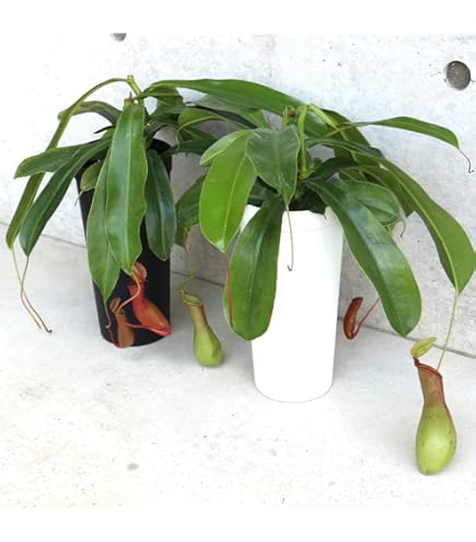 Amazon.co.jp: Cephalotus follicularis Eden Black Cedric